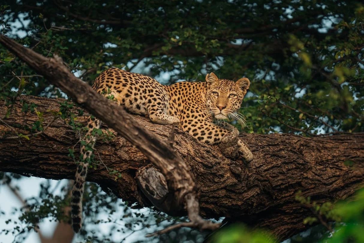 Wildlife Safari in Yala National Park