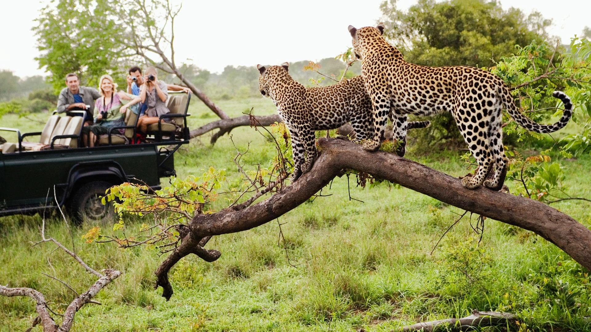 Block 1 Game Safari Drive