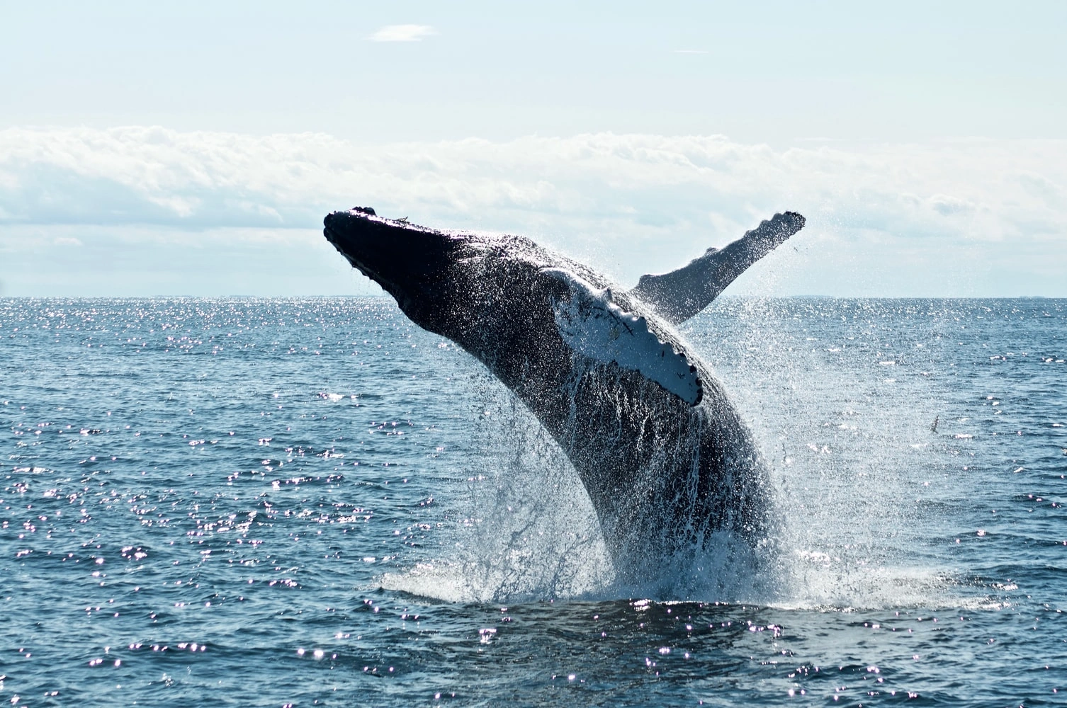 Deep-Sea Whale Watching Safari
