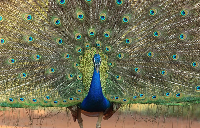 Kumana National Park Bird Sanctuary