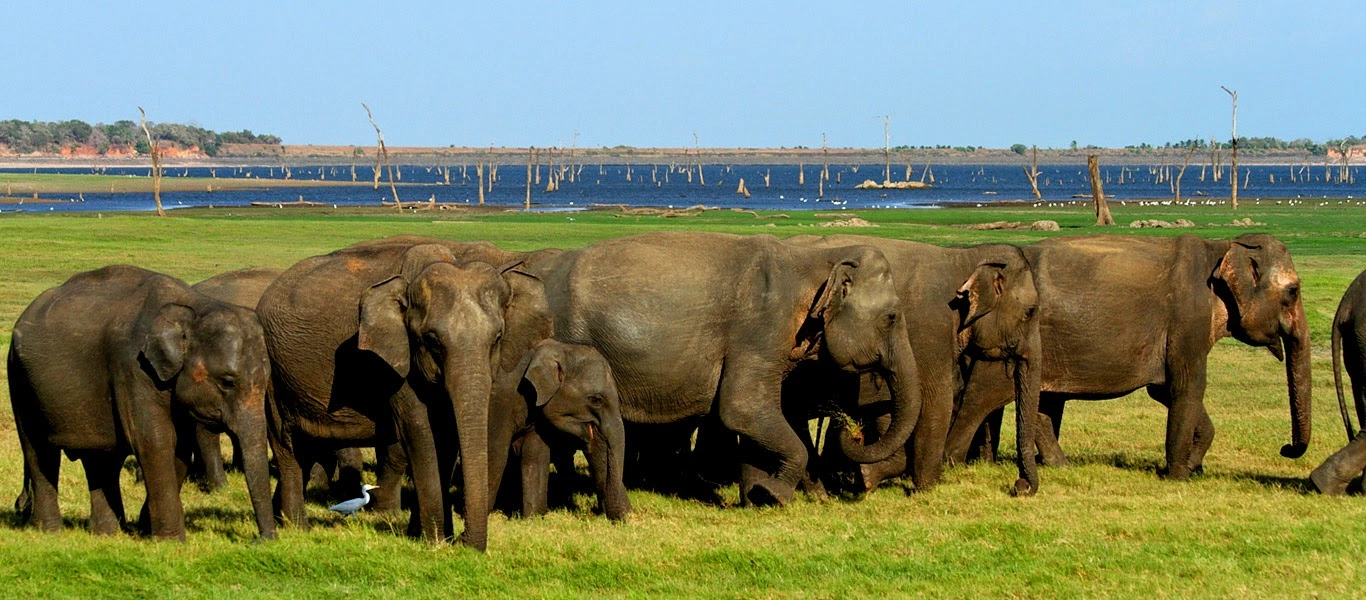 WILPATTU – SIGIRIYA – MINNERIYA ELEPHANTS