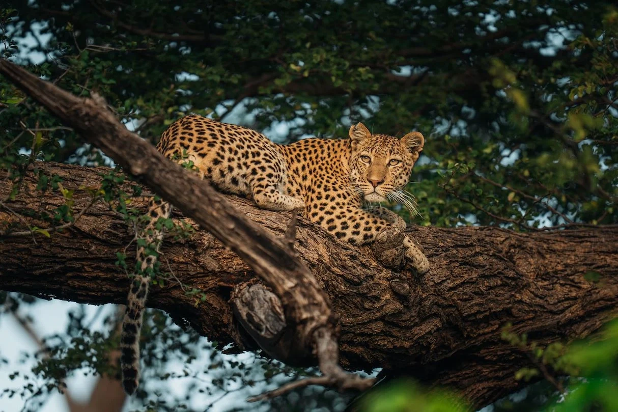 Wildlife Safari in Yala National Park
